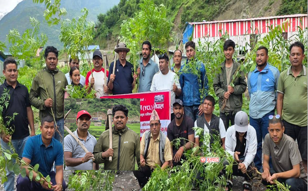 श्रम तथा उत्पादन अभियान अन्तर्गत वाइसियलद्वारा आठबिसकोटमा वृक्षारोपण र सरसफाइ