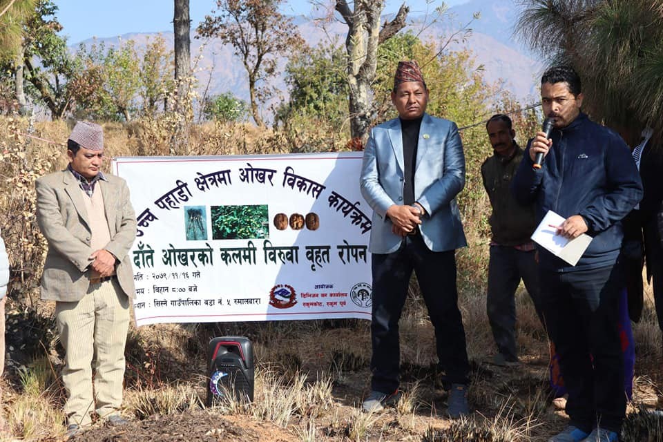 रुकुम पूर्वमा एकै दिन १६ हजार दाँते ओखरका विरुवा रोपिए