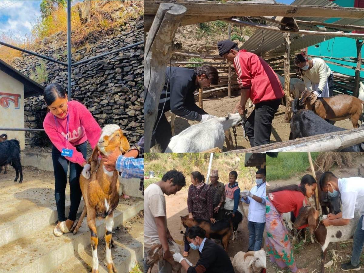 रुकुम पूर्वमा पशुवस्तुमा लाग्ने विभिन्न रोग विरुद्ध ७९ हजार डोज खोप उपलब्ध