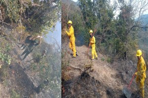 कालिका सामुदायिक वनमा आगो लाग्दा ९ सय विरुवामा क्षती