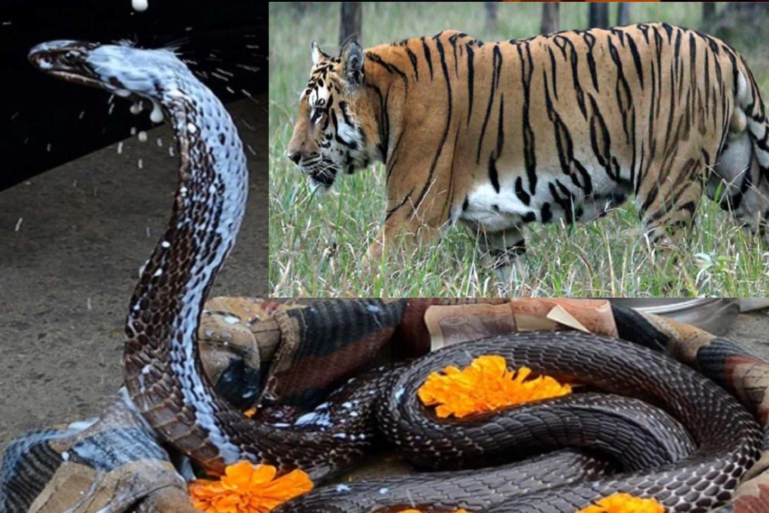आज नागपञ्चमी र बाघ दिवस