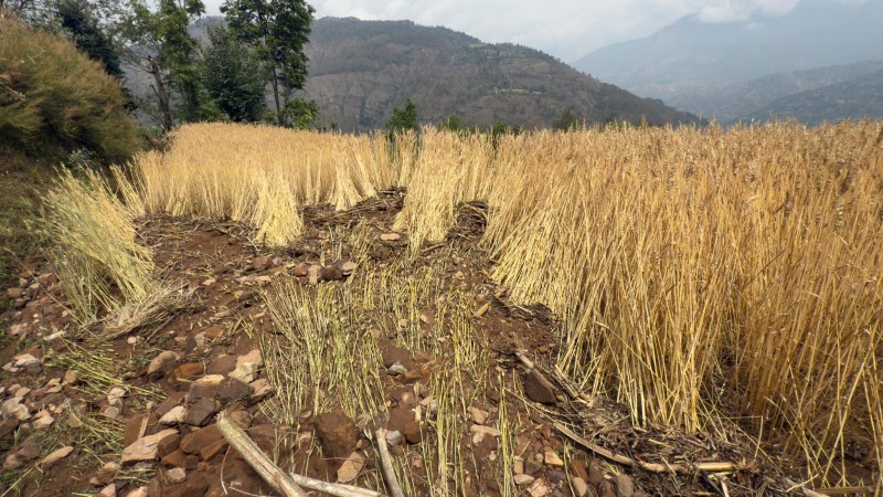 लगातारको पानीले गहुँ बालीमा क्षति