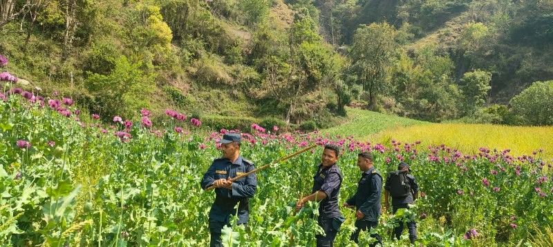 रुकुम पश्चिमका सिडियो, डिएसपी नै अफिम खेती नष्ट गर्न कस्सिएपछि ...(भिडियोसहित)