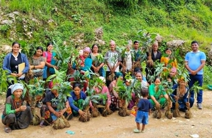 नाफाले दियो सानीभेरीका किसानलाई लिची र आँपका बिरुवा