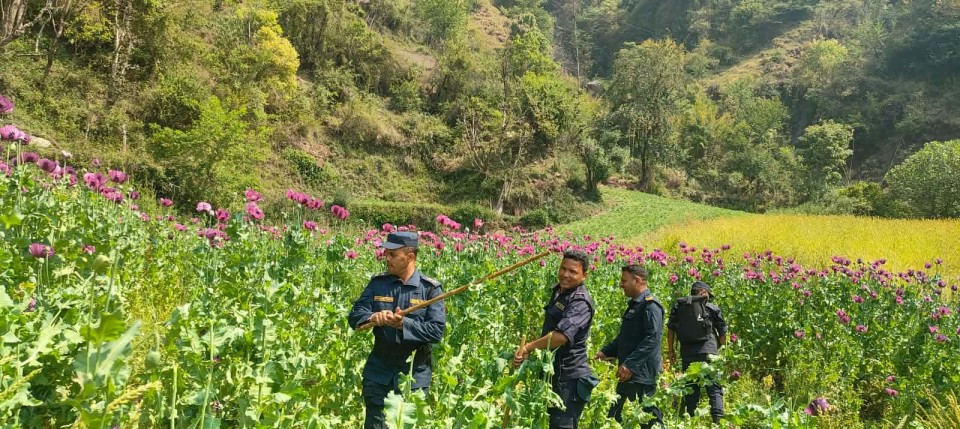 रुकुम पश्चिमका सिडियो, डिएसपी नै अफिम खेती नष्ट गर्न कस्सिएपछि ...(भिडियोसहित)