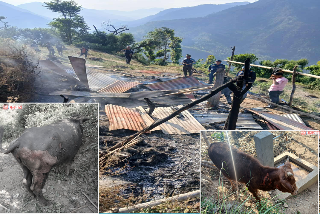 सहरेमा कक्कर सल्काउने बेला टहरा जल्यो, पशुचौपाया र अन्नपात खरानी 