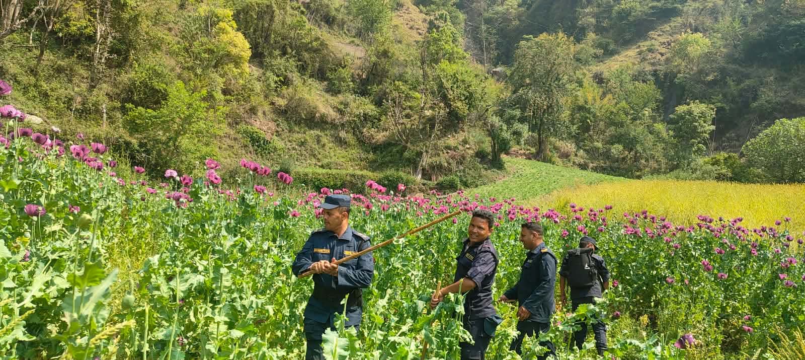 रुकुम पश्चिमका सिडियो, डिएसपी नै अफिम खेती नष्ट गर्न कस्सिएपछि ...(भिडियोसहित)