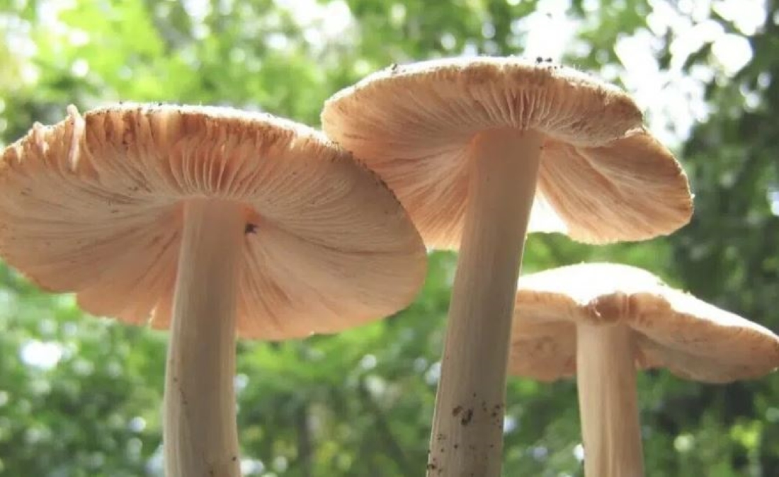 चौरजहारीको घुगुती गाउँमा जंगली च्याउ खाँदा नौ जना बिरामी